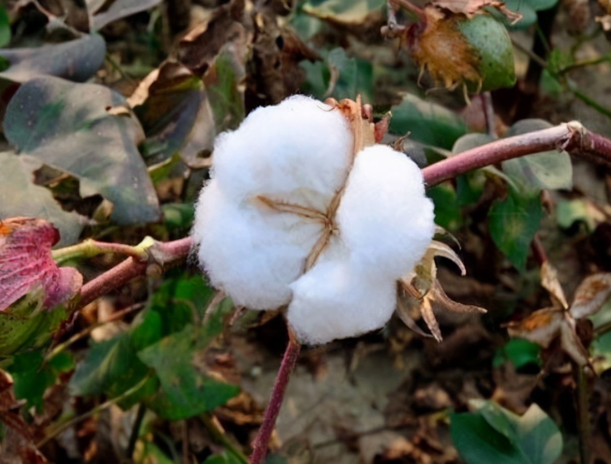 棉花很忙，你知道纺织品检测的相关内容吗？